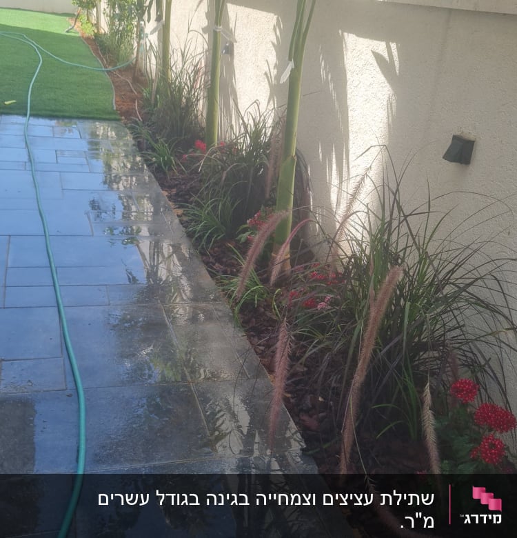 צינור השקיה על שביל רטוב ליד צמחים ופרחים